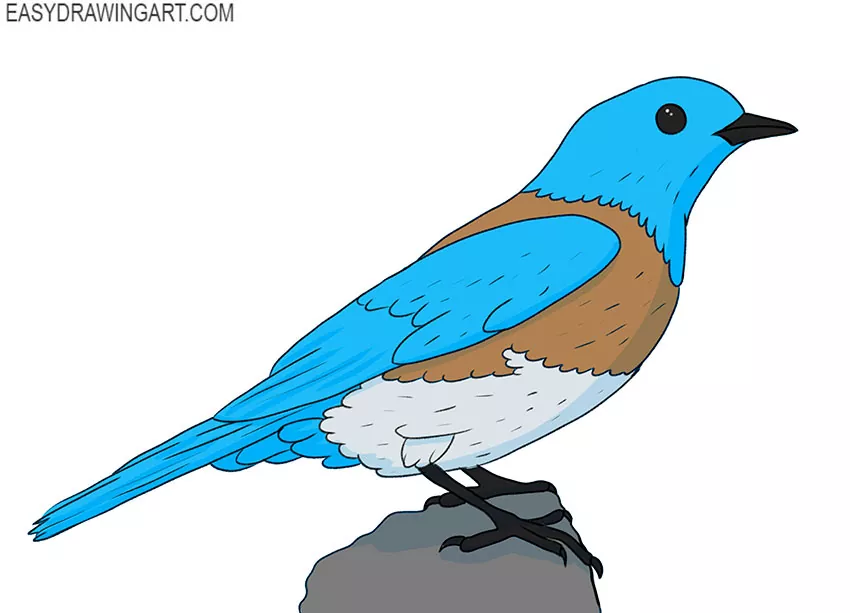 How to Draw a Blue Bird Easy Drawing Art