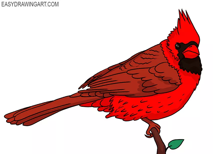 cardinal bird drawing guide