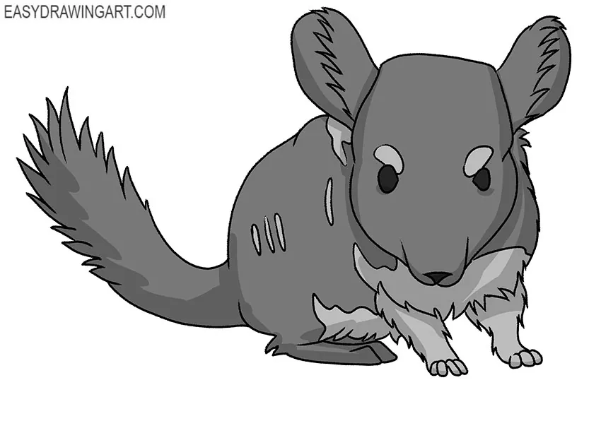 How to Draw a Chinchilla Easy Drawing Art
