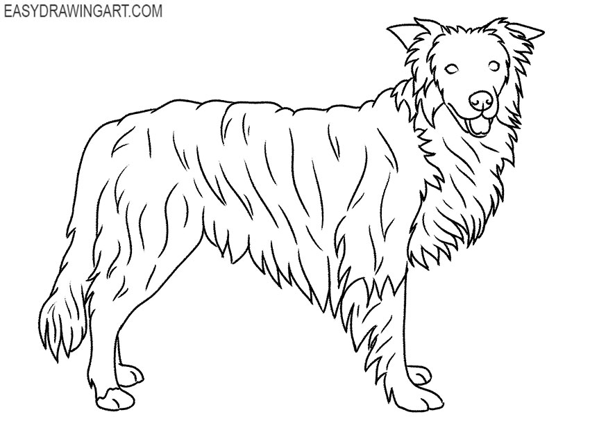how to draw a border collie for beginners