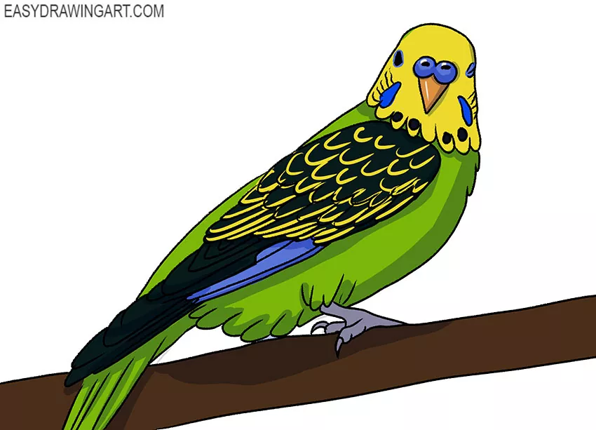  how to draw a cartoon budgie