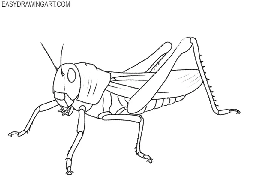 How to Draw a Grasshopper - Easy Drawing Art
