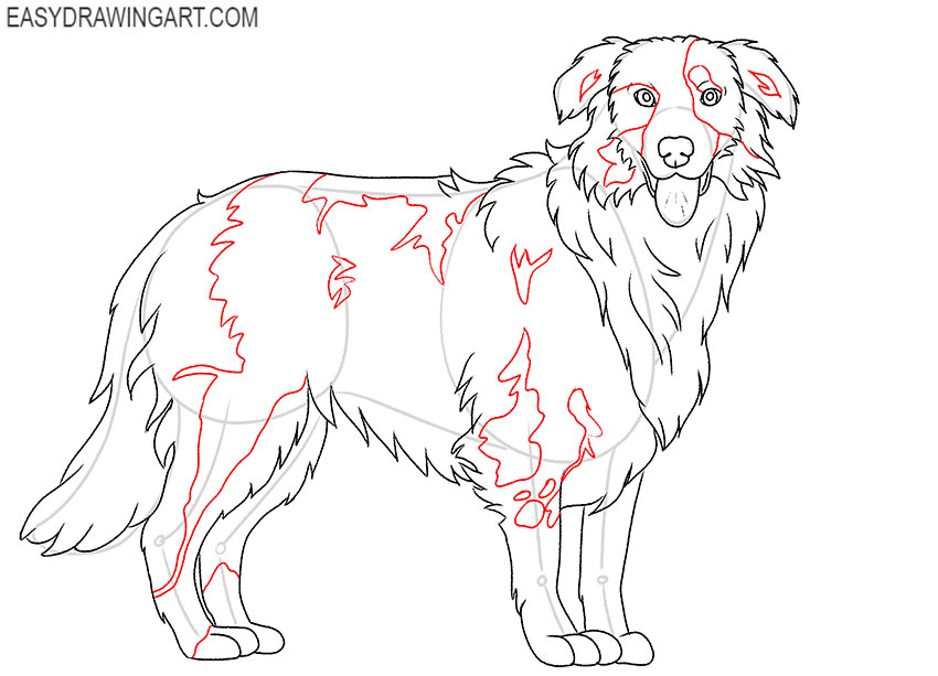 easy Australian Shepherd drawing