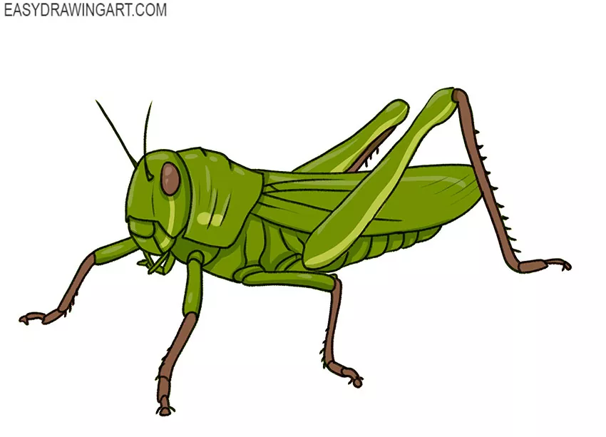 Locust Drawing Pictures Vector Images (48)