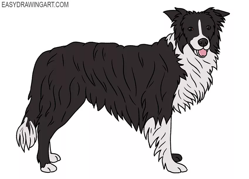  simple border collie drawing