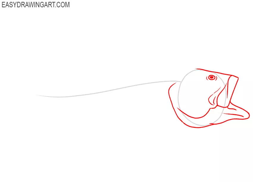 how to draw a bass fish step by step