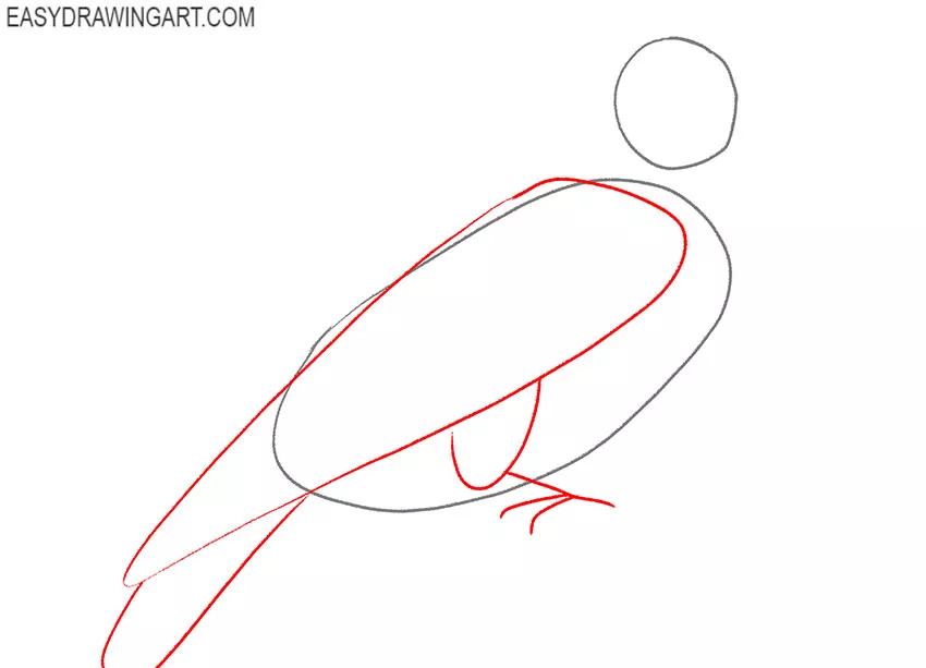 how to draw a budgie flying