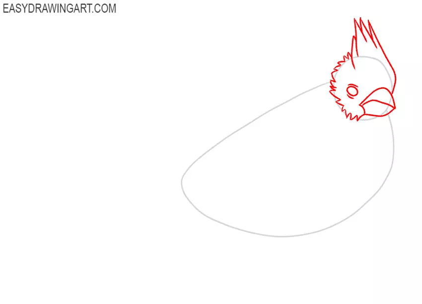 how to draw a cardinal bird step by step