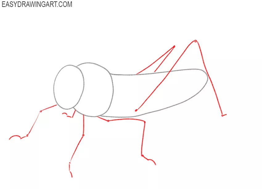 how to draw a grasshopper step by step