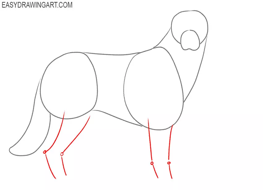Australian Shepherd draqwing lesson