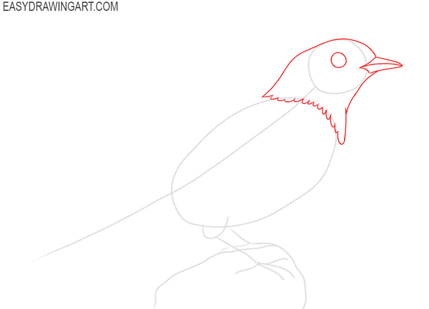 how to draw a blue bird easy