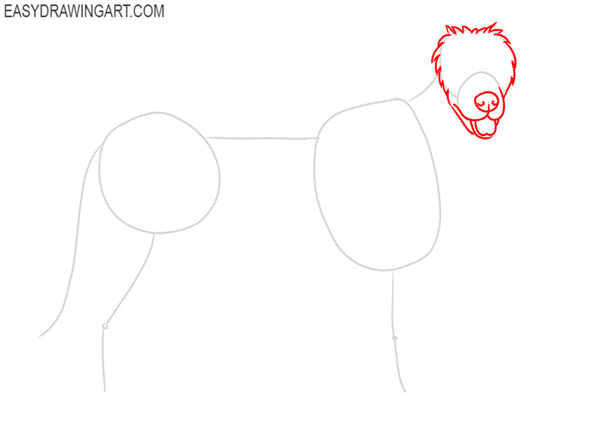 how to draw a border collie realistic
