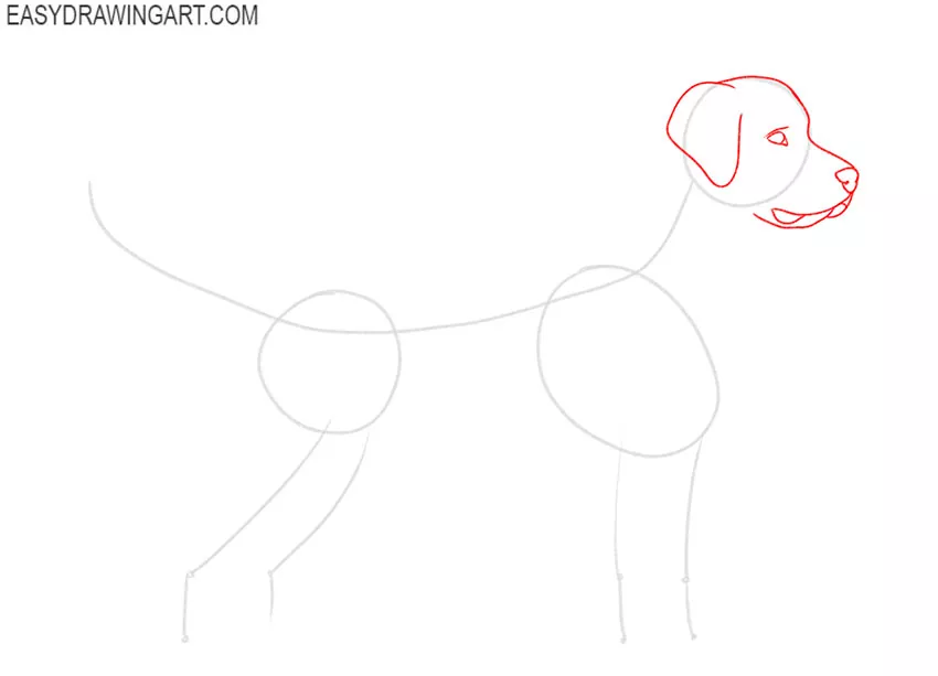 how to draw a golden retriever step by step