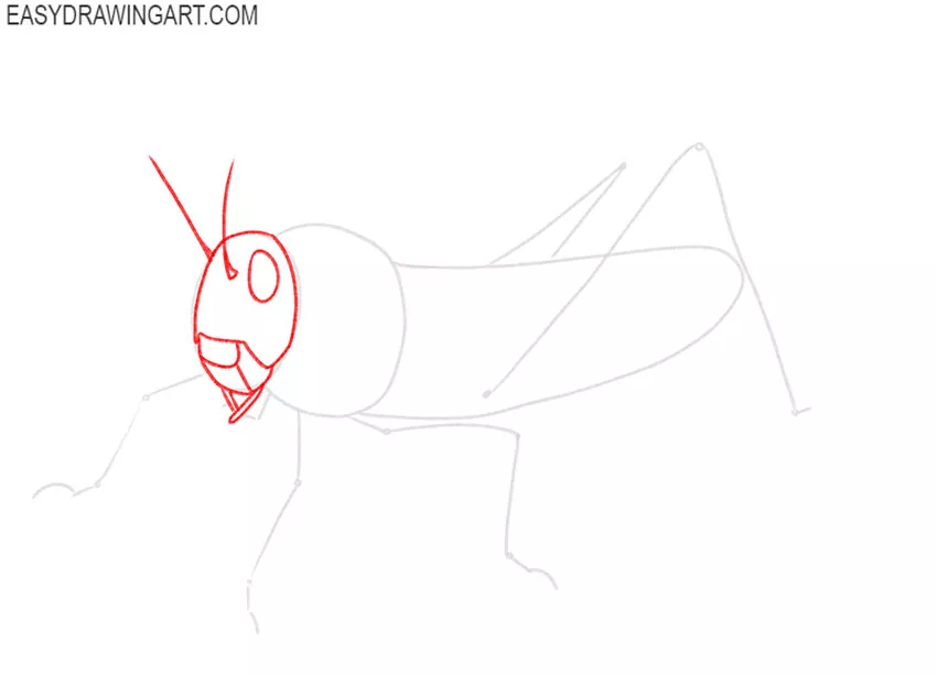 how to draw a grasshopper easy step by step