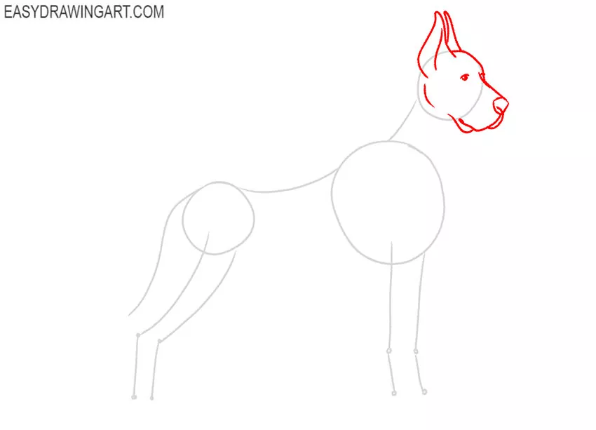 how to draw a great dane puppy