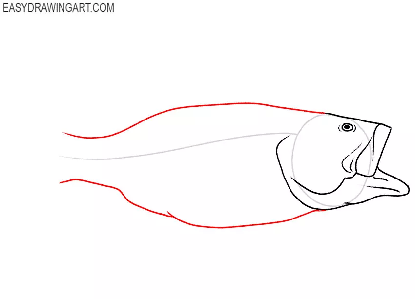 how to draw a realistic bass fish