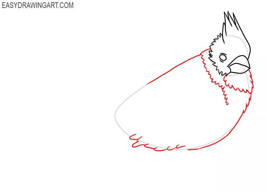 how to draw a realistic cardinal bird