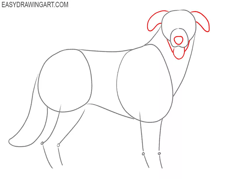 Australian Shepherd drawing tutorial