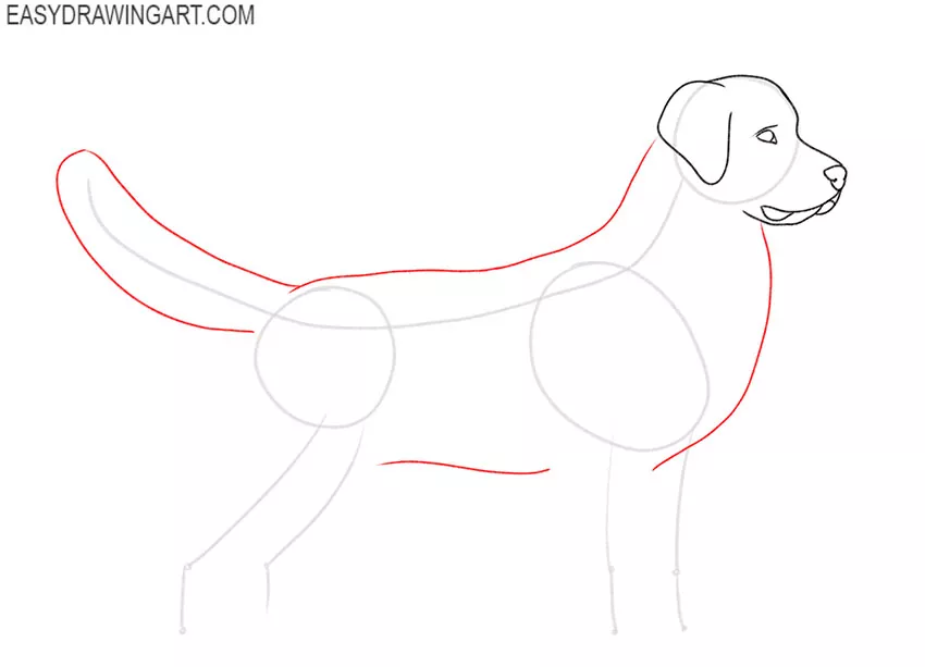how to draw a golden retriever dog
