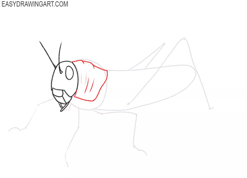 How to Draw a Grasshopper - basicdraw.com