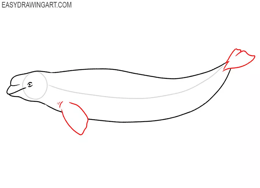 how to draw a realistic beluga whale