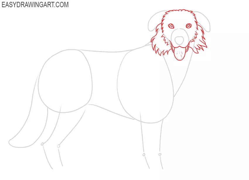 Australian Shepherd drawing guide