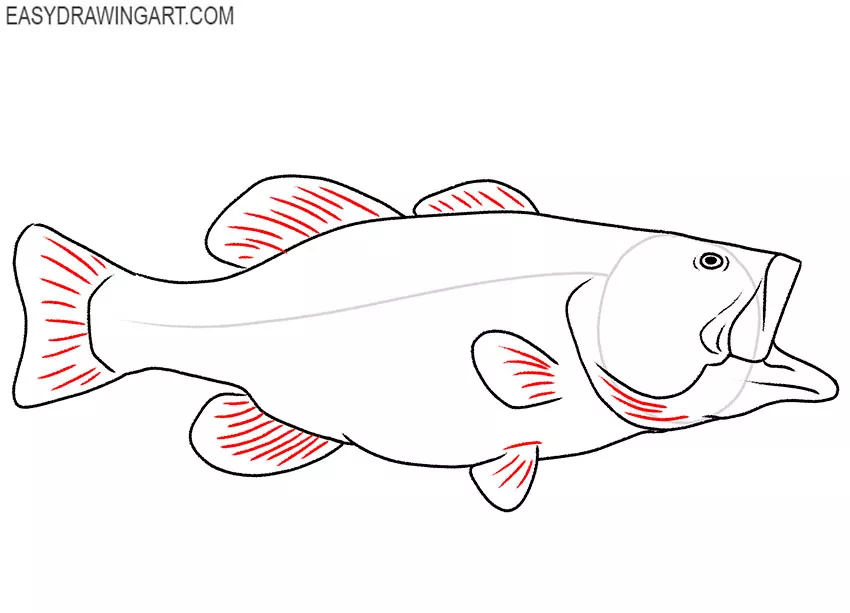 Bass Fish drawing guide