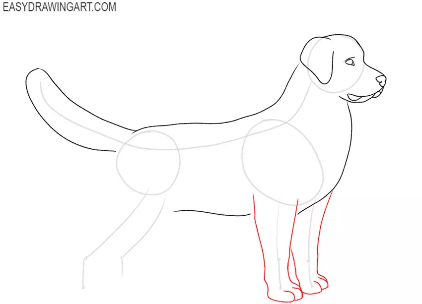 how to draw a golden retriever easy