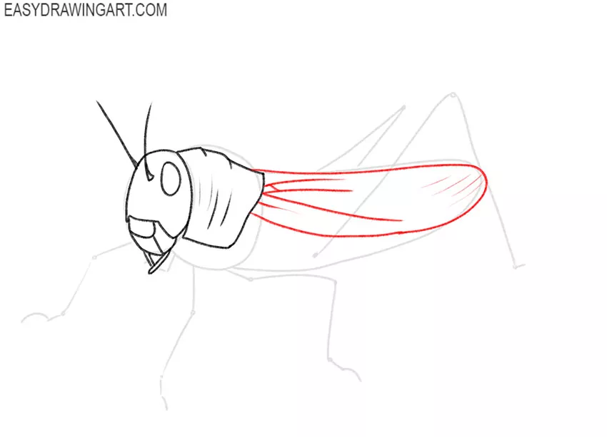 how to draw a grasshopper art hub