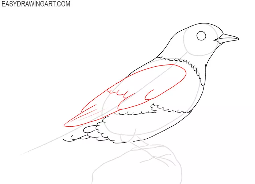 how to draw an eastern blue bird