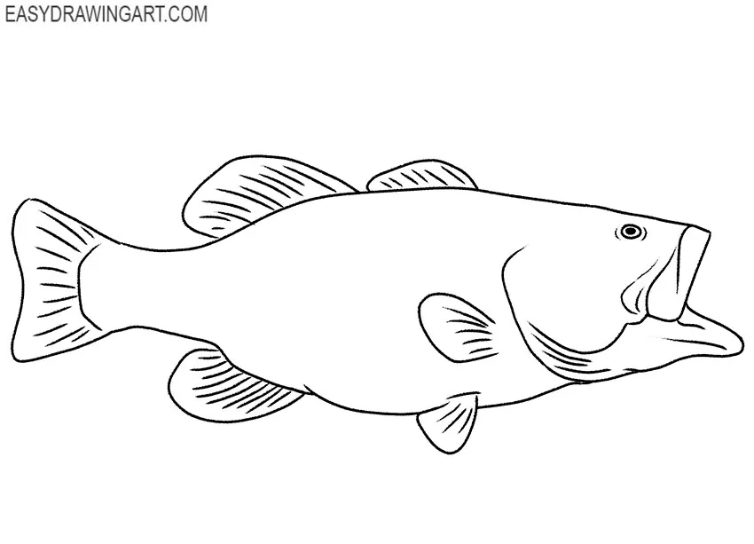 Bass Fish drawing tutorial