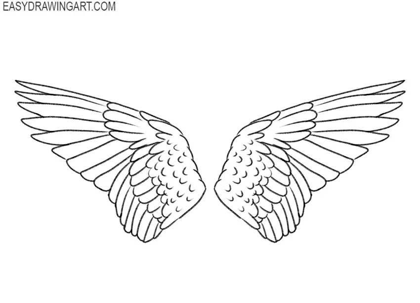 bird wings drawing tutorial