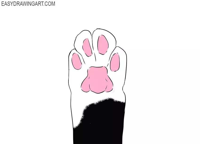 How to Draw a Cat Paw Print 