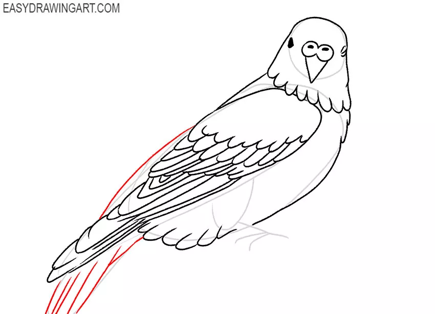 how to draw a budgie bird