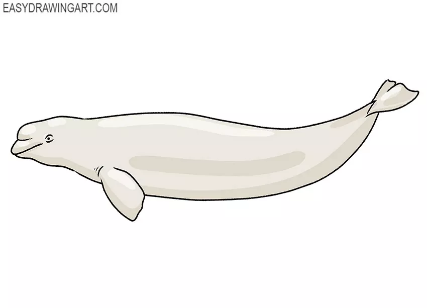 how to draw a cute beluga whale