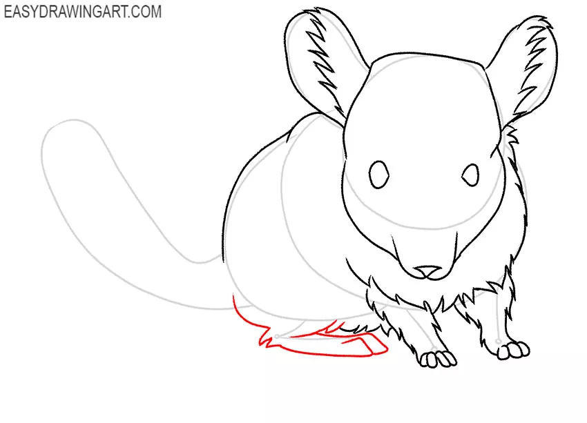 how to draw a cute chinchilla