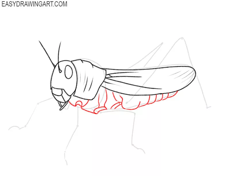 how to draw a grasshopper for beginners