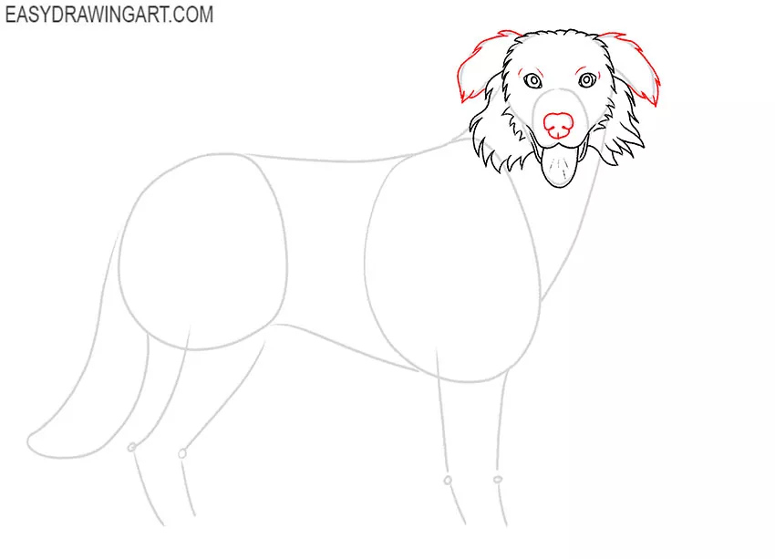 simple Australian Shepherd drawing