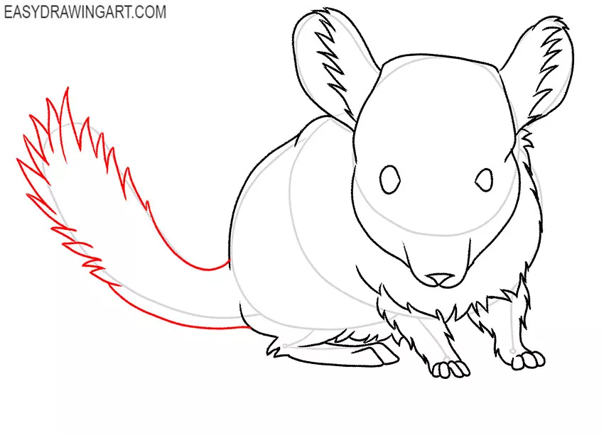 how to draw a baby chinchilla