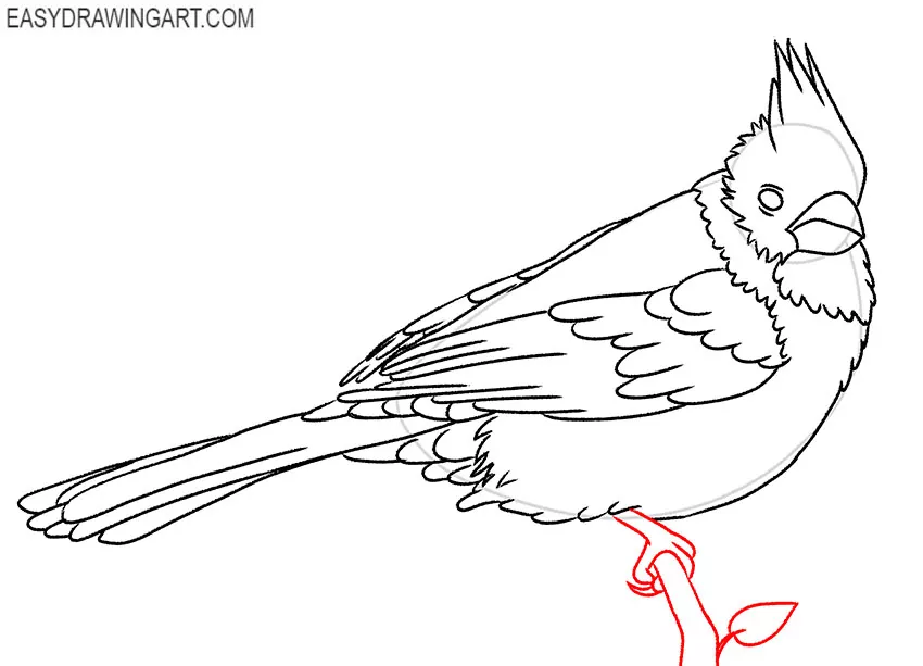 how to draw a cardinal bird for beginners