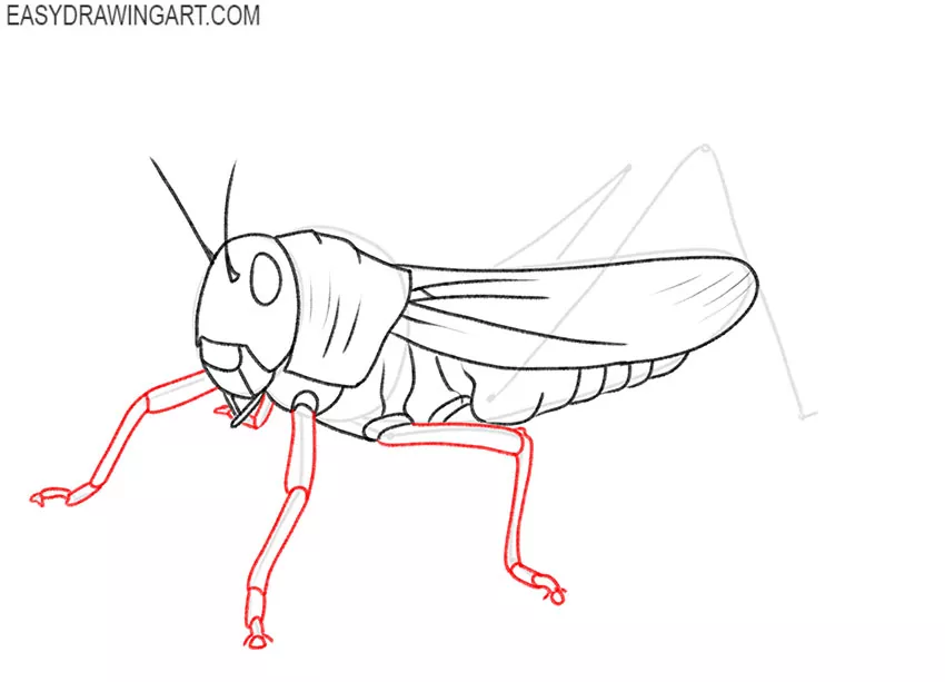 how to draw a grasshopper cartoon