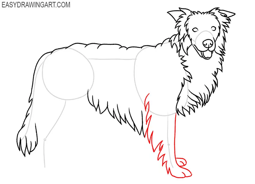 how to draw a realistic border collie step by step