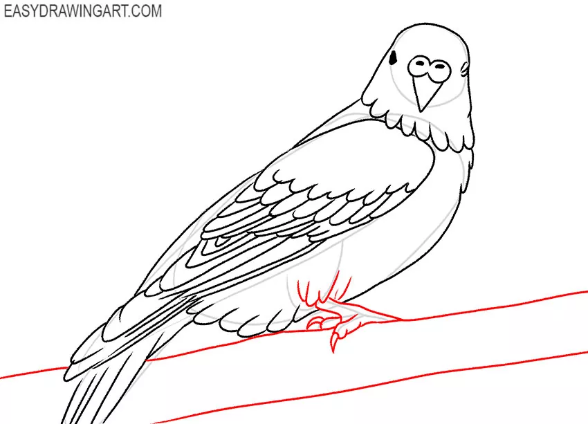 how to draw a realistic budgie