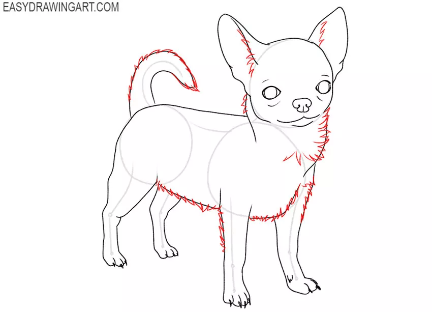 how to draw a realistic chihuahua step by step