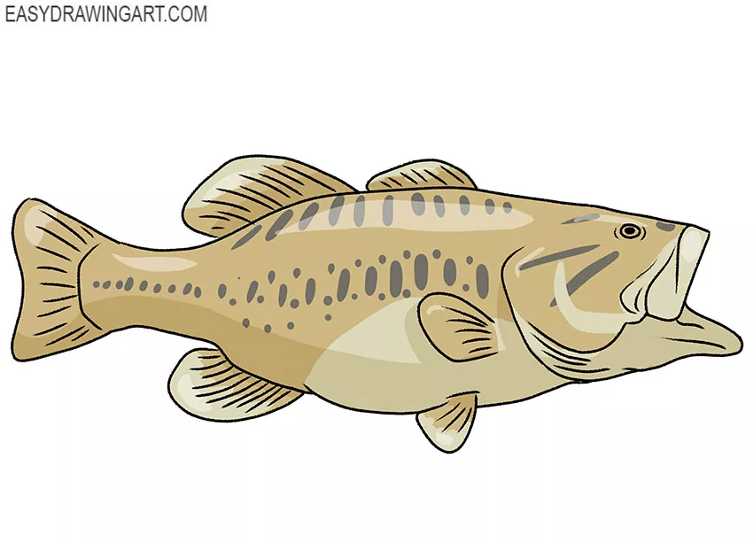 How to Draw a Bass Fish - Easy Drawing Art