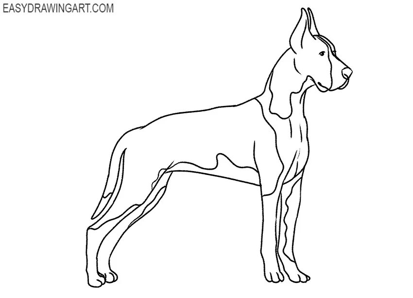 Great Dane drawing lesson