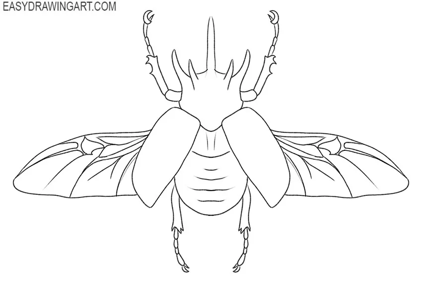 beetle drawing guide
