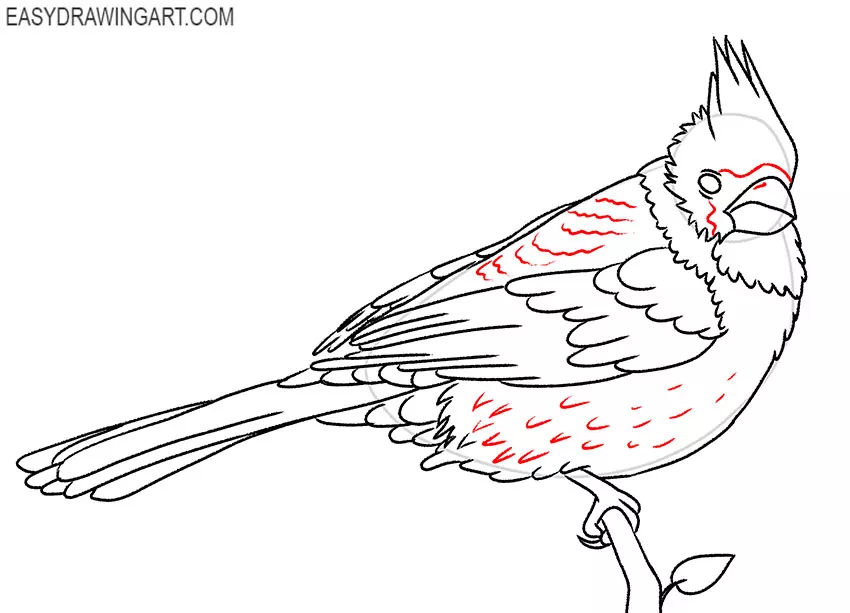 cardinal bird drawing lesson