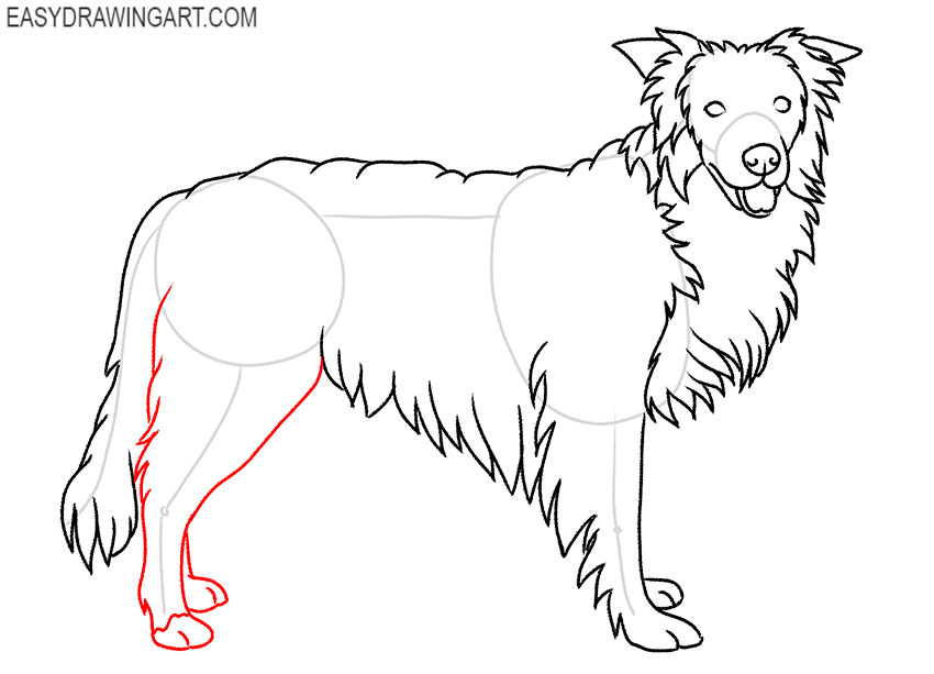 how to draw a border collie cartoon