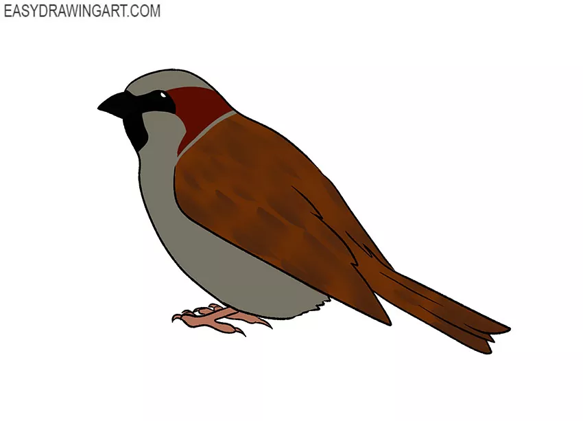 how to draw a cartoon sparrow